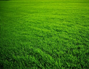 Obraz premium Wide format background image of green carpet of neatly trimmed grass. Beautiful grass textur.jpg