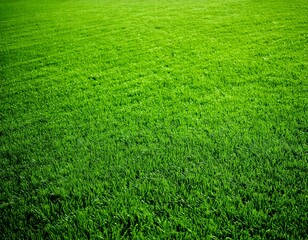 Wide format background image of green carpet of neatly trimmed grass. Beautiful grass textur.jpg