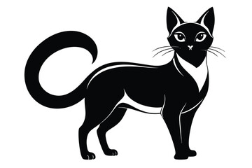 Elegant black cat stands with a curled tail against a plain white backdrop