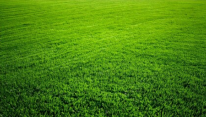 Fototapeta premium Wide format background image of green carpet of neatly trimmed grass. Beautiful grass textur.jpg