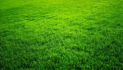 Wide format background image of green carpet of neatly trimmed grass. Beautiful grass textur.jpg