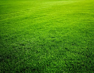 Wide format background image of green carpet of neatly trimmed grass. Beautiful grass textur.jpg