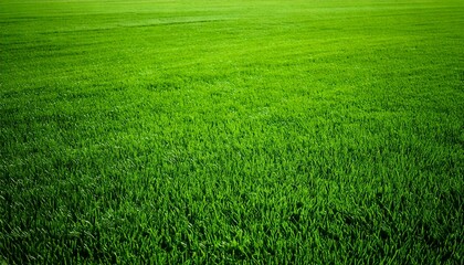Wide format background image of green carpet of neatly trimmed grass. Beautiful grass textur.jpg