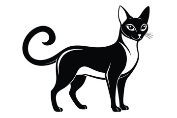 Elegant oriental black and white cat stands gracefully on a white background