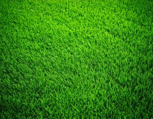 Wide format background image of green carpet of neatly trimmed grass. Beautiful grass textur.jpg