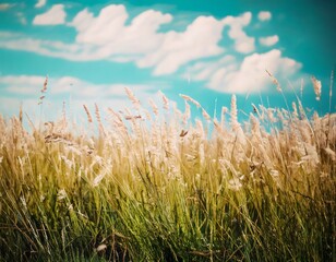 Wild blossoming grass in field meadow in nature on background sky with clouds, defocused,