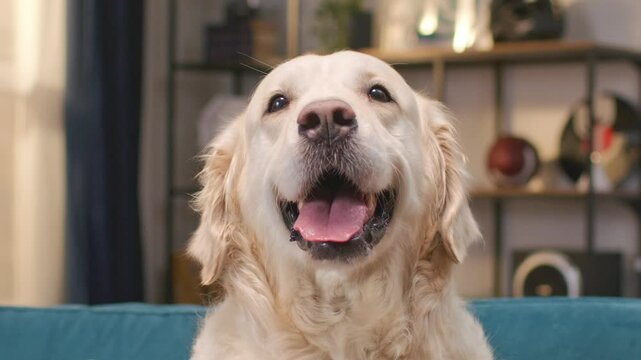 Very close front camera view of golden retriever sitting indoors with mouth open and tongue out. Looking cheerful and relaxed. Expressing joy while gazing ahead with soft friendly eyes.