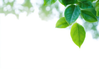 Fototapeta premium Fresh Green Leaves in Soft Daylight