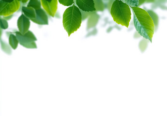 Fototapeta premium Fresh Green Leaves Border