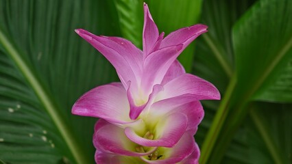 Siam tulip in the forest.