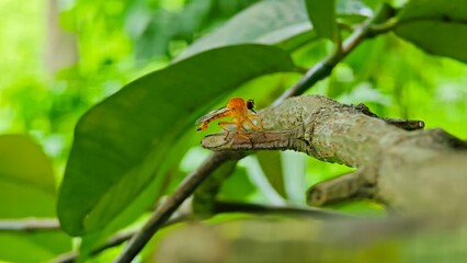 Golden robber fly in nature.