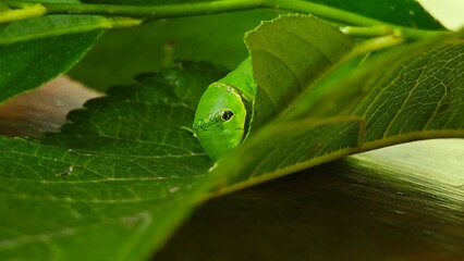 A green worm eating the lemon leaf.