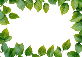 Fresh Green Leaves Frame