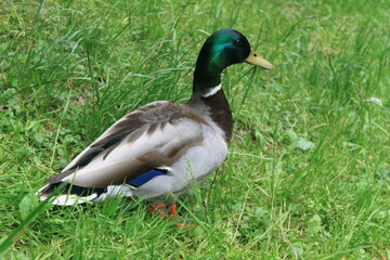 Obraz premium duck on the grass