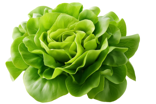 Fresh Green Butterhead Lettuce with Water Droplets Isolated on White Background