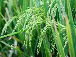 Close-up of rice plant. Featuring green rice stalks and grains. Highlighting the growth and development of greenrice. Perfect for agricultural background concept