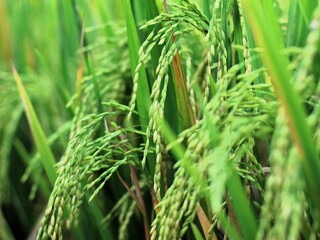 Close-up of rice plant. Featuring green rice stalks and grains. Highlighting the growth and development of greenrice. Perfect for agricultural background concept