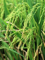 Close-up of rice plant. Featuring green rice stalks and grains. Highlighting the growth and development of greenrice. Perfect for agricultural background concept