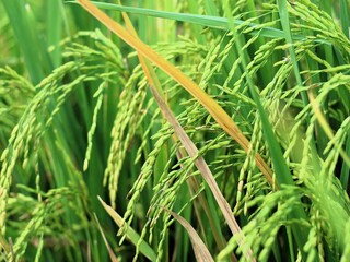 Close-up of rice plant. Featuring green rice stalks and grains. Highlighting the growth and development of greenrice. Perfect for agricultural background concept