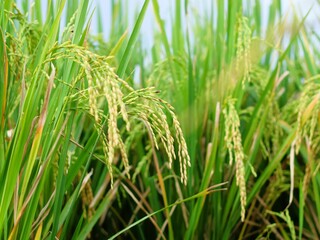 Close-up of yellow rice plants ready for harvest, a green lifestyle of sustainability and abundance