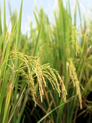 Close-up of yellow rice plants ready for harvest, a green lifestyle of sustainability and abundance