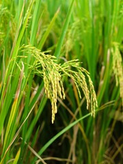 Close-up of yellow rice plants ready for harvest, a green lifestyle of sustainability and abundance