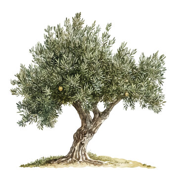 A Olive Tree, watercolor vector, isolated on a white background.