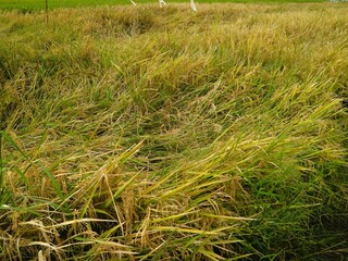 Paddy rice falling caused of heavy wind and rain. Rice falls, will cause a lot of damage to...