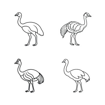Set of four minimalist black and white line art illustrations of rheas birds