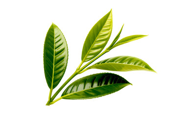 Fototapeta premium Fresh green tea leaves branch isolated on white