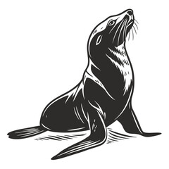 Sitting monochrome fur seal gazes curiously skyward with detailed shading and texture