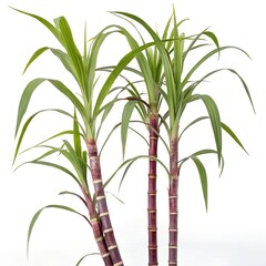Three stalks of vibrant purple sugarcane plants