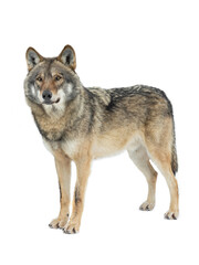  gray wolves isolated on white background