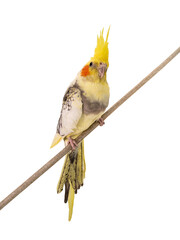  cockatiel parrot isolated on a white background