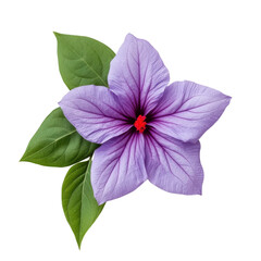 Purple flower with leaves on transparent background