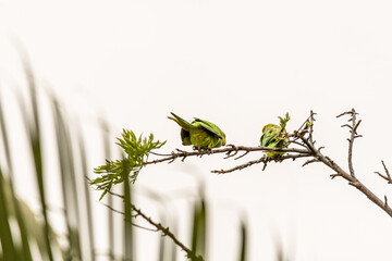 Psittacula krameri pertenece a la familia de Psittaculidae.