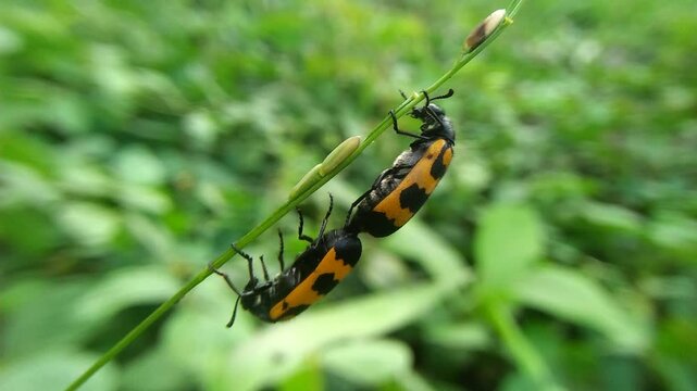 a pair of ladybugs mating
