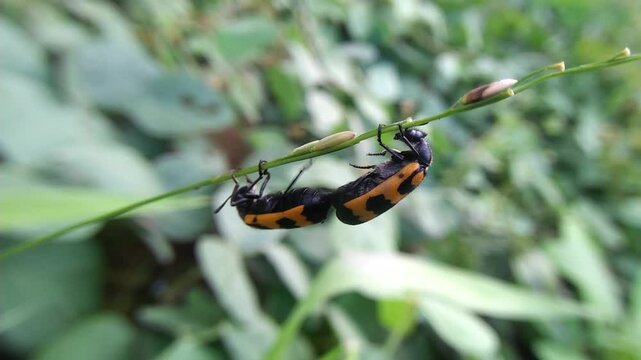 a pair of ladybugs mating