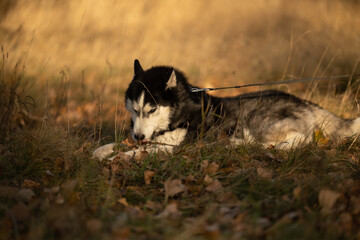 Walking with your favorite husky dogs in the park in autumn. Autumn walk in the park with your dog.