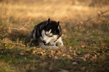 Walking with your favorite husky dogs in the park in autumn. Autumn walk in the park with your dog.