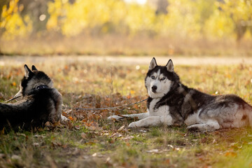 Walking with your favorite husky dogs in the park in autumn. Autumn walk in the park with your dog.