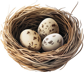 Obraz premium Three speckled eggs in a bird's nest