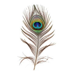 Obraz premium One bird feather isolated on transparent background
