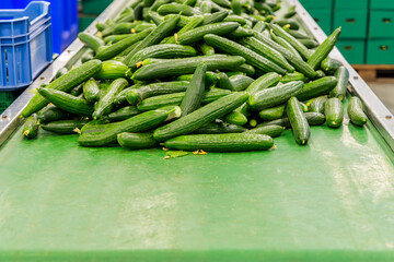 Conveyor belt with fresh harvested Dutch cucumbers in a greenhouse
