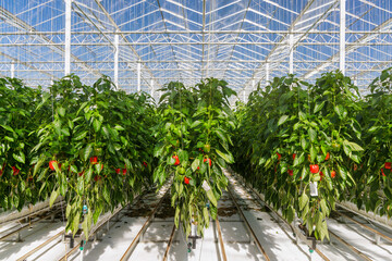 Professional industrial growth of red bell peppers in a Dutch greenhouse