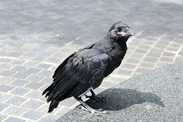 カラスの子供