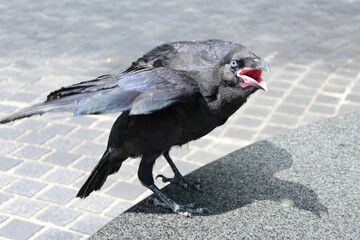 カラスの子供