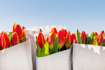 Fresh red Dutch paper wrapped tulips in front of a blue sky