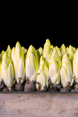Professional growth of belgian endive / chicory in a dark environment, needed for optimised growth