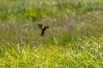 Little sparrow flying over green meadow with yellow flowers